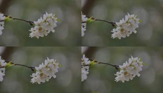 樱桃树开花白色樱花高清在线视频素材下载