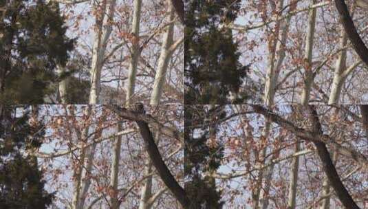 寒冷冬天树枝树叶掉光木头杨树枯叶高清在线视频素材下载