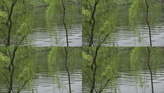 春天湖边的柳树发了新叶高清在线视频素材下载