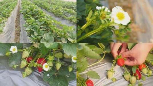 草莓种植基地高清在线视频素材下载