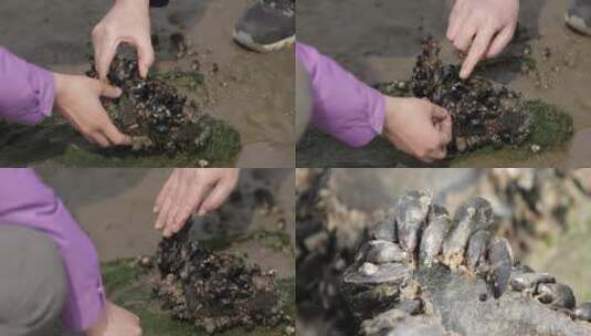 赶海 海虹 特写高清在线视频素材下载