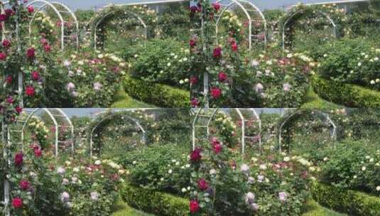 花园花海月季玫瑰园高清在线视频素材下载
