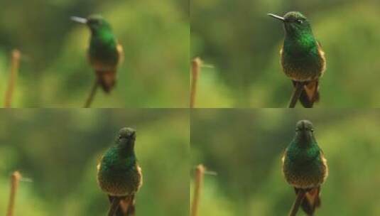 绿色蜂鸟坐在茎上的特写高清在线视频素材下载