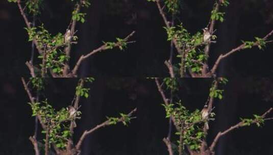 树枝上快乐的鸟儿 白头翁高清在线视频素材下载
