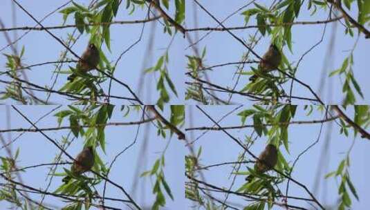 树枝上的鸟儿 小鸟高清在线视频素材下载