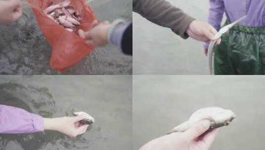 广东雷州半岛 手拿河豚高清在线视频素材下载