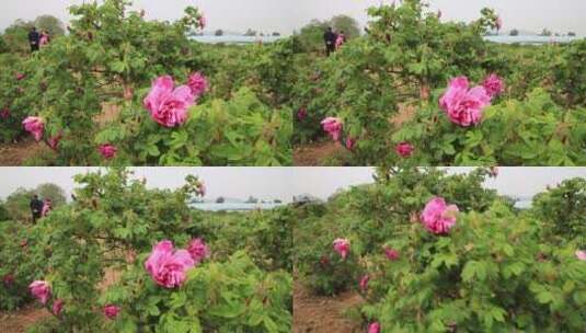 济南平阴芳蕾玫瑰种植基地高清在线视频素材下载