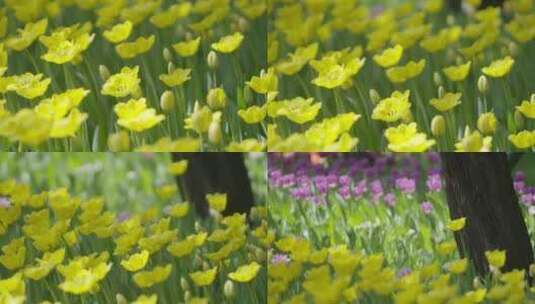 荷兰郁金香 中山公园 春天赏花 花圃 球根高清在线视频素材下载