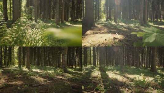 生长在森林里的植物高清在线视频素材下载