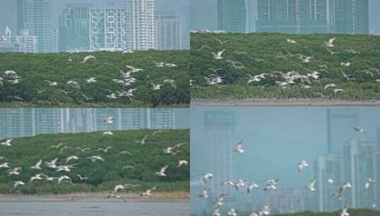 深圳湾鸟类栖息地自然风光视频高清在线视频素材下载