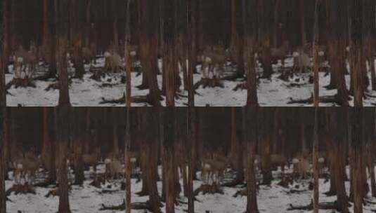 在大兴安岭树林中奔跑的狍子高清在线视频素材下载