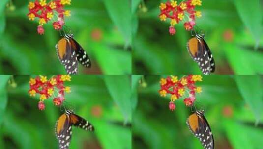 倒立的蝴蝶高清在线视频素材下载