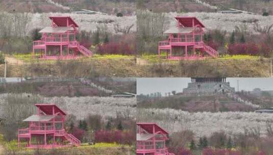 孤柏渡飞黄旅游区樱花园鲜花盛开高清在线视频素材下载