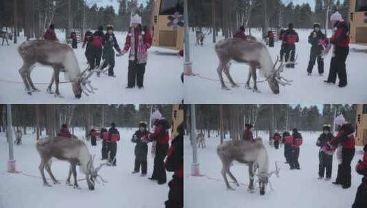 芬兰雪地里的驯鹿场高清在线视频素材下载