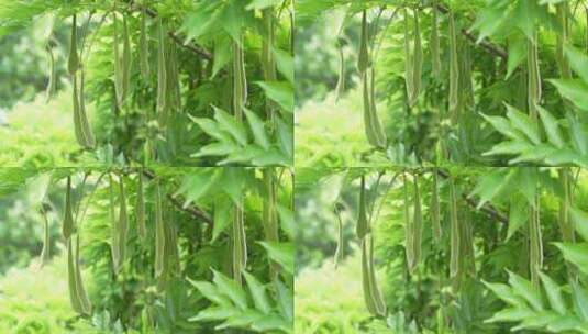 紫藤果紫藤树绿叶高清在线视频素材下载