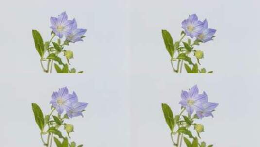 桔梗花朵在白色背景上绽放的延时摄影视频高清在线视频素材下载
