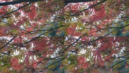 秋天红色的枫叶鸡爪槭秋天到了高清在线视频素材下载