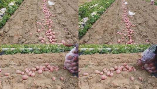红皮土豆种植基地高清在线视频素材下载