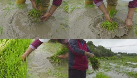 贵州农民在稻田里插秧高清在线视频素材下载