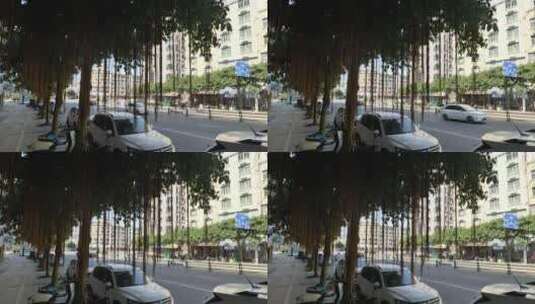 福建地区街头的榕树高清在线视频素材下载