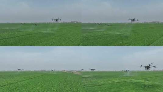 航拍无人机喷洒农药 喷洒农药 绿色麦田高清在线视频素材下载