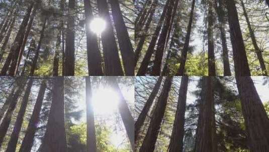阳光照射森林高清在线视频素材下载