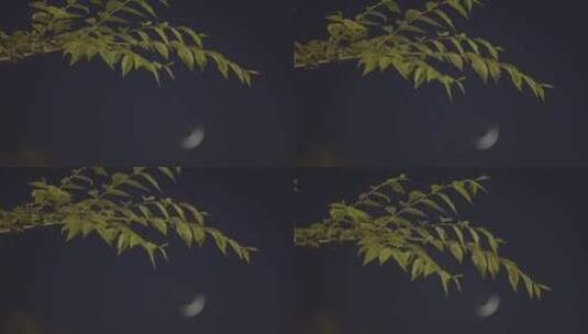 夜晚随风摇曳的树叶高清在线视频素材下载