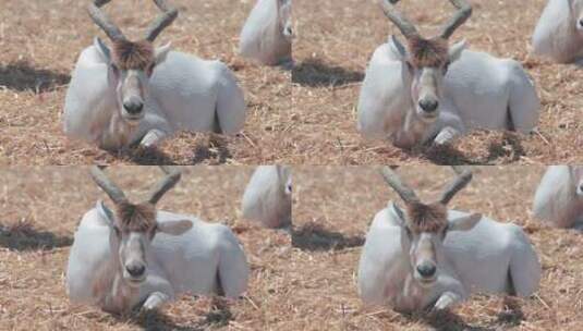 螺旋角羚羊在正午炎热的阳光下休息高清在线视频素材下载