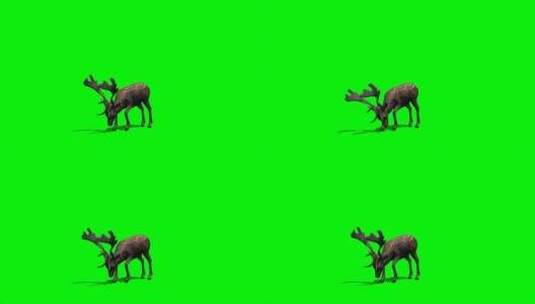 绿幕-动物-梅花鹿低头饮水高清在线视频素材下载