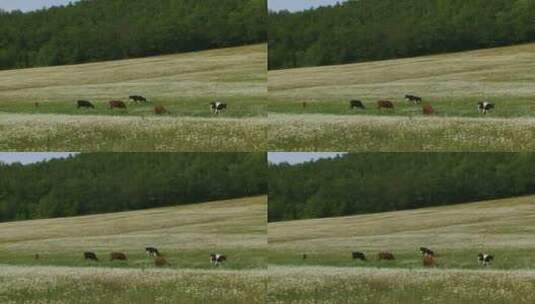 在牧场上吃草的牛群高清在线视频素材下载