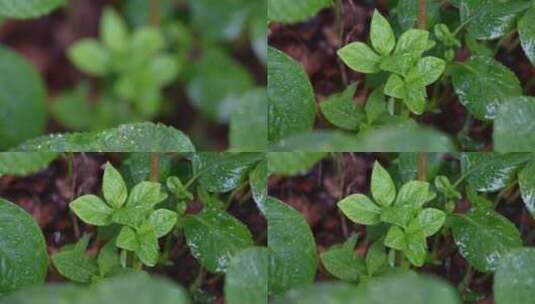 细雨拍打下的绿植高清在线视频素材下载