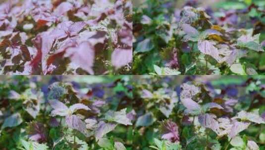 阳光下野生紫苏科植物生长高清在线视频素材下载