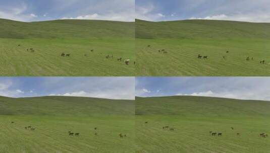 新疆草原天然牧场高清在线视频素材下载