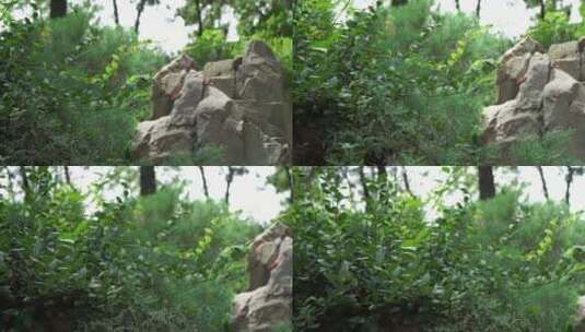 假山石上的青苔园林高清在线视频素材下载