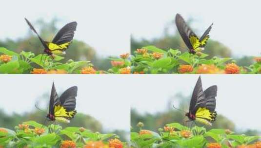 蝴蝶在花丛中煽动翅膀03高清在线视频素材下载