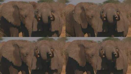 两只非洲象在嬉戏打闹高清在线视频素材下载