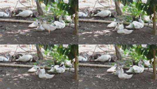 白色的鸭子在树下乘凉高清在线视频素材下载