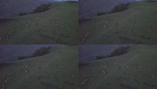 新疆伊犁牧场 牧羊人骑马从羊群中穿过高清在线视频素材下载