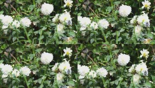 大丽花花草杂草鲜花绿植微距特写高清在线视频素材下载