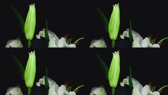 白色花朵以慢动作开放高清在线视频素材下载