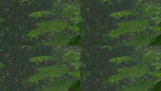 热带雨林的暴雨高清在线视频素材下载