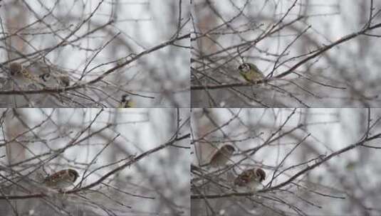 小鸟在雪天的树枝上跳跃高清在线视频素材下载
