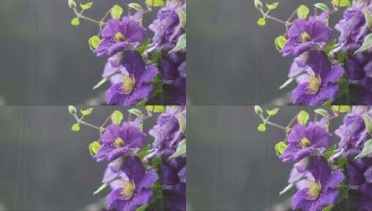 在小雨中盛开的紫色花朵高清在线视频素材下载