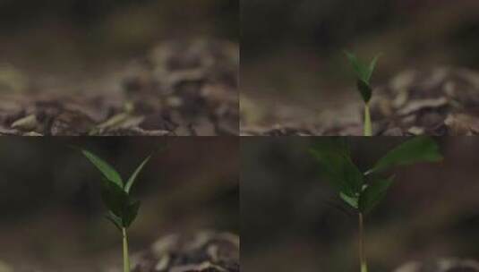 植物生长各角度拍摄高清在线视频素材下载