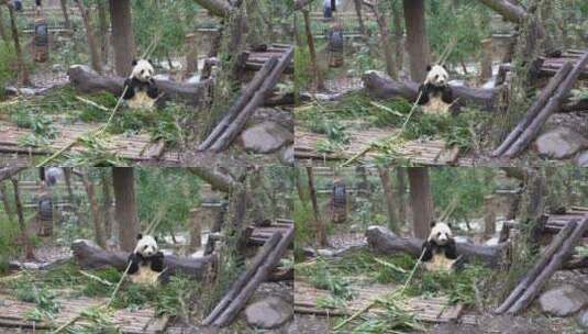 国宝大熊猫动物萌宠四川成都高清在线视频素材下载