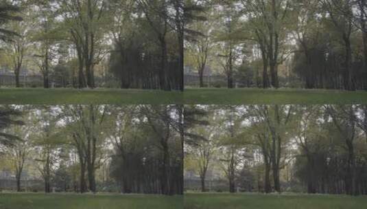 唯美校园空镜 逆光校园树林高清在线视频素材下载