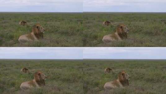 草地上趴着的母狮高清在线视频素材下载
