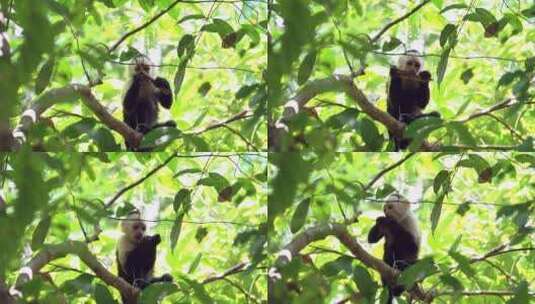 树枝上吃食物的猴子高清在线视频素材下载