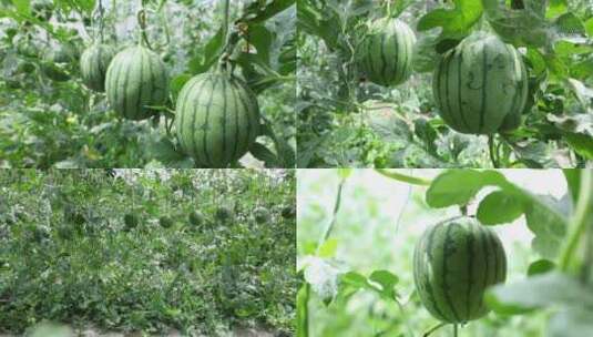 大棚西瓜 蔬菜大棚种植西瓜 西瓜悬挂种植高清在线视频素材下载