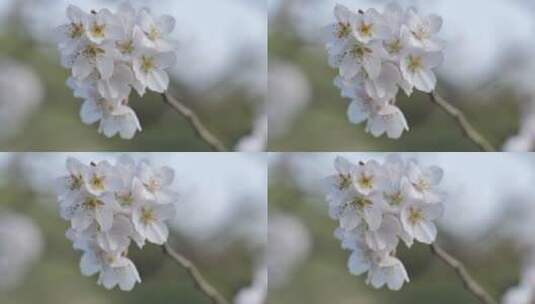 杭州太子湾樱花盛开高清在线视频素材下载